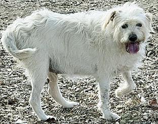 Enlarge Miss Nikki, a Adoptable mixed breed in Poway, CA image 4/5