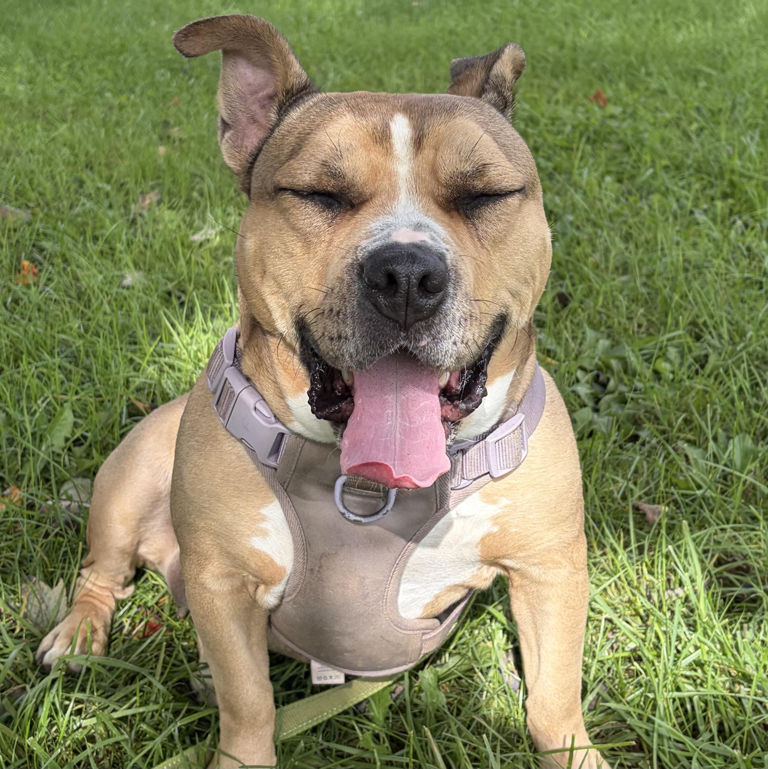 Enlarge Nala, a Adoptable mixed breed in Phoenixville, PA image 4/6