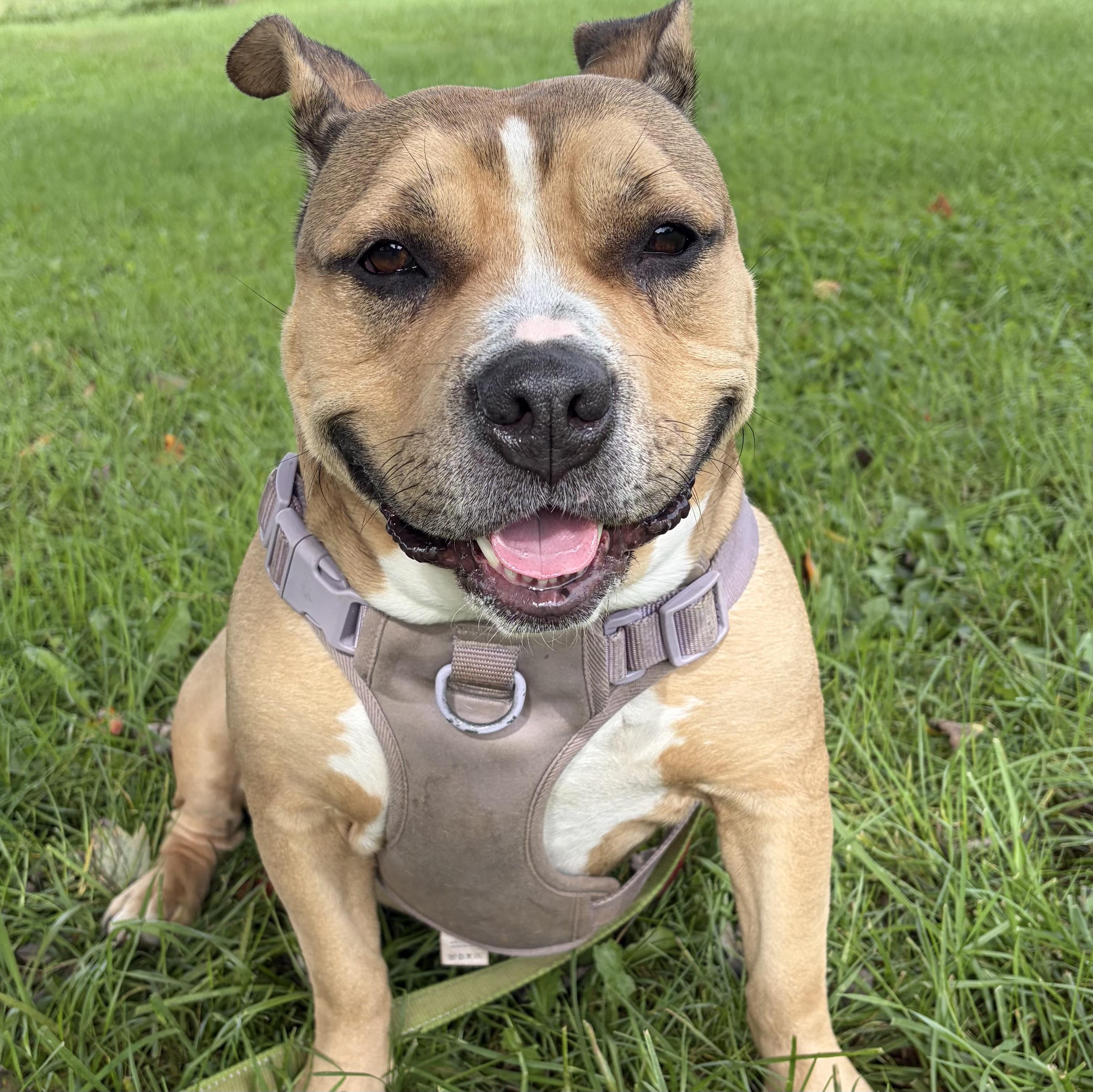 Enlarge Nala, a Adoptable mixed breed in Phoenixville, PA image 1/6
