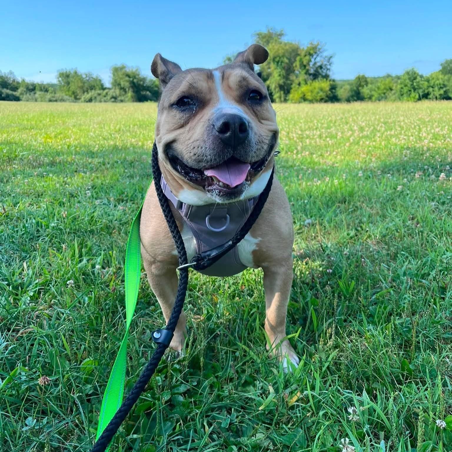 Enlarge Nala, a Adoptable mixed breed in Phoenixville, PA image 5/6
