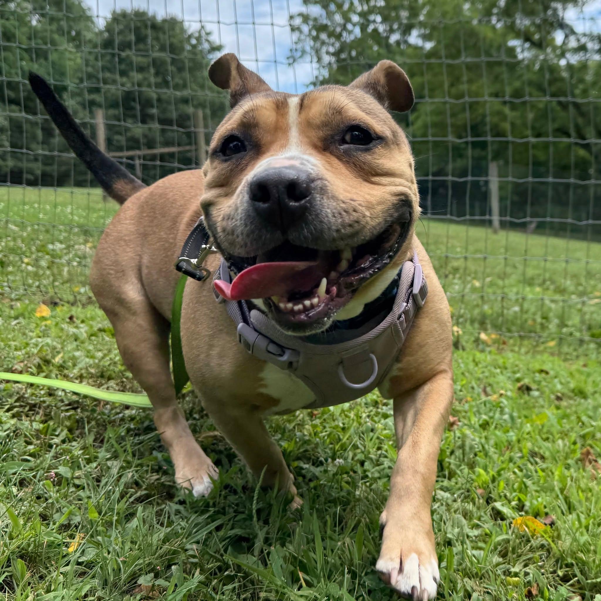 Enlarge Nala, a Adoptable mixed breed in Phoenixville, PA image 6/6