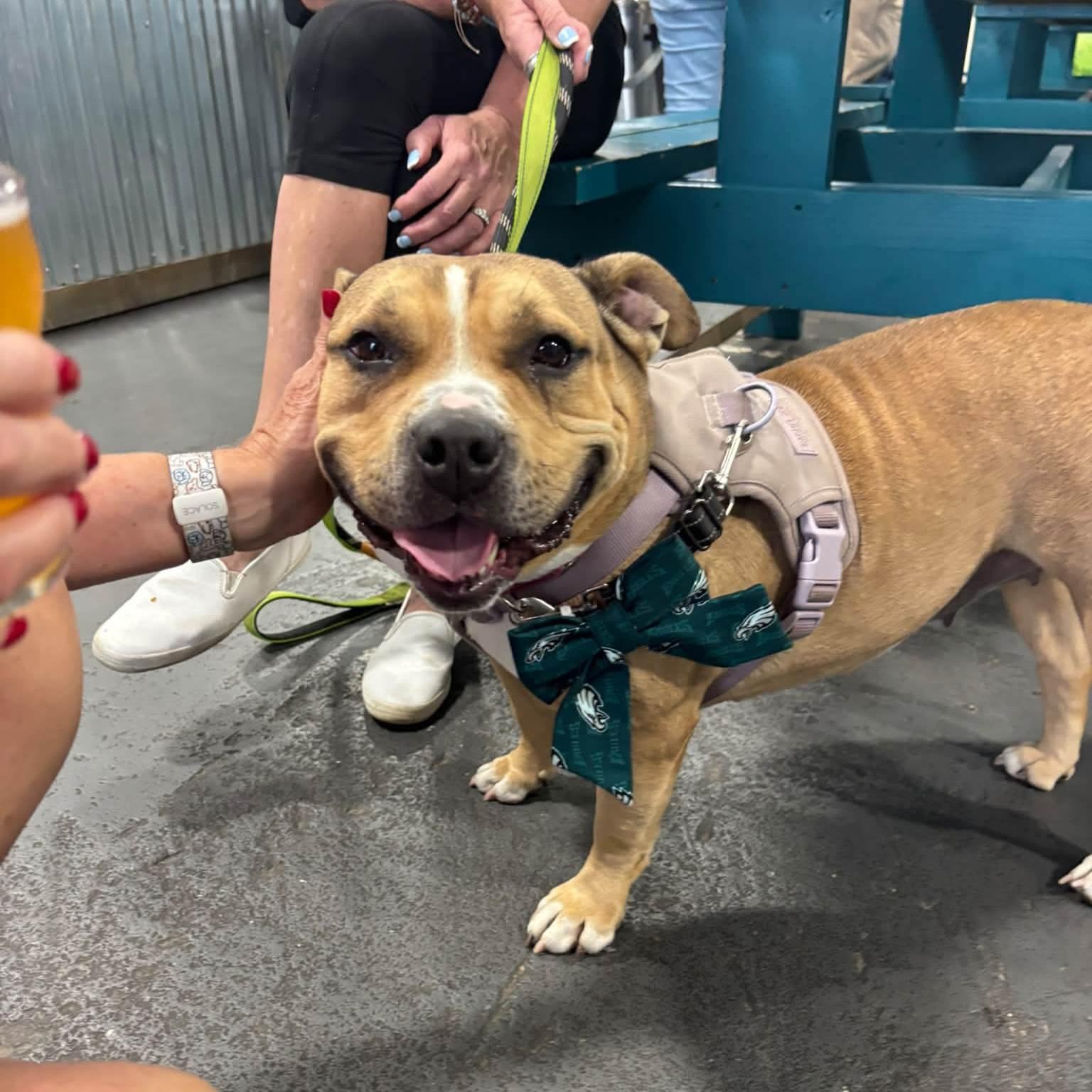 Enlarge Nala, a Adoptable mixed breed in Phoenixville, PA image 2/6