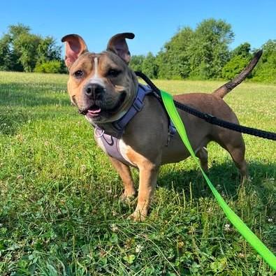 Enlarge Nala, a Adoptable mixed breed in Phoenixville, PA image 3/6