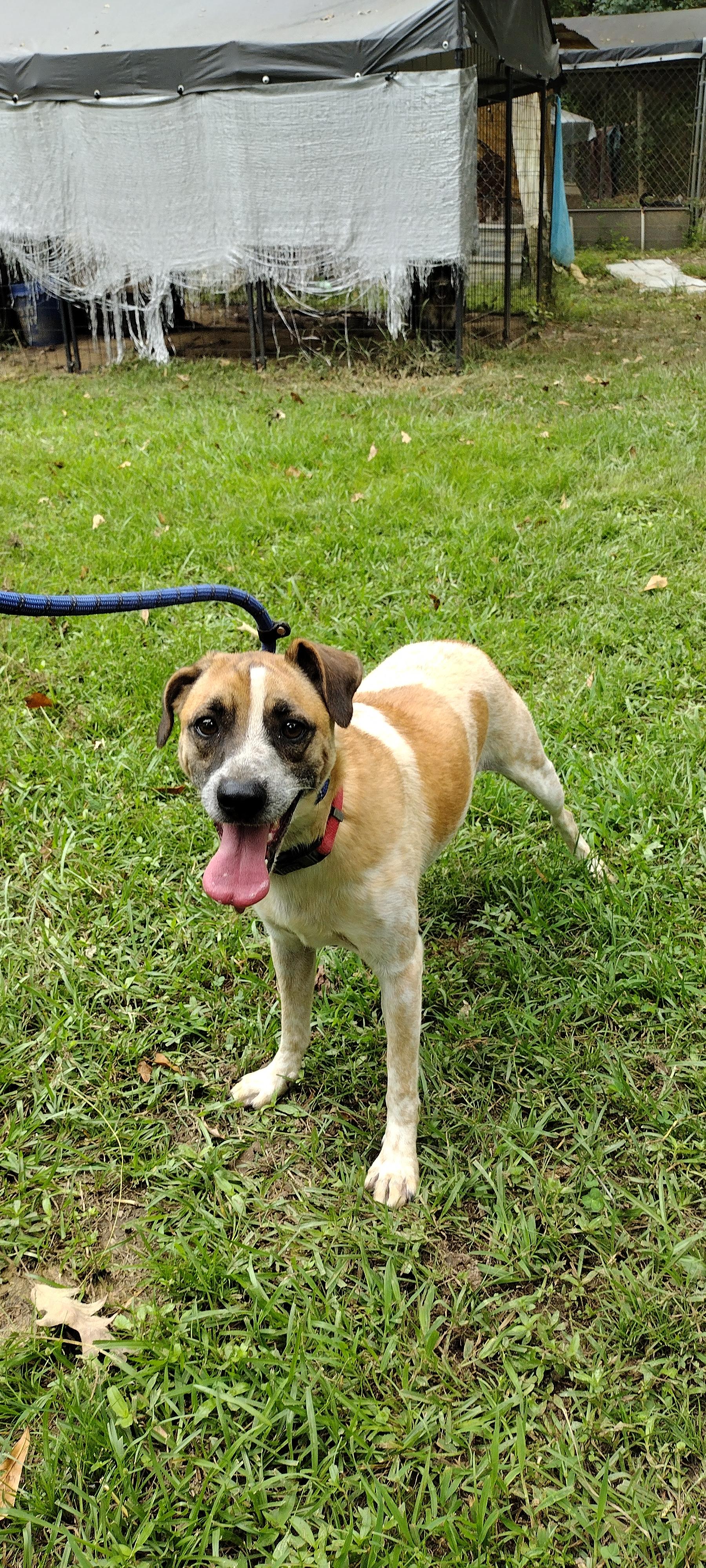 Rizzo, a Adoptable mixed breed in Carthage, MS image 4/4