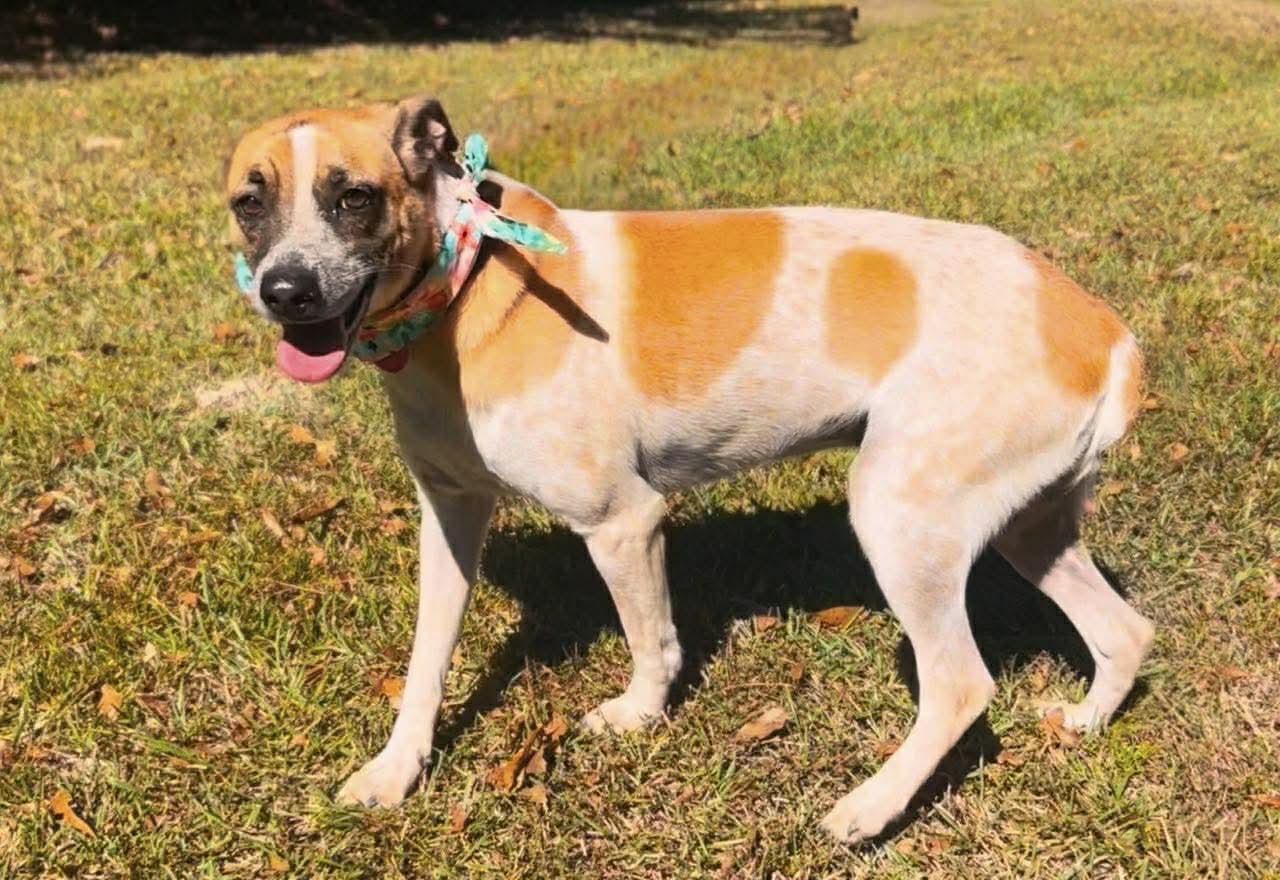 Enlarge Rizzo, a Adoptable mixed breed in Carthage, MS image 4/5