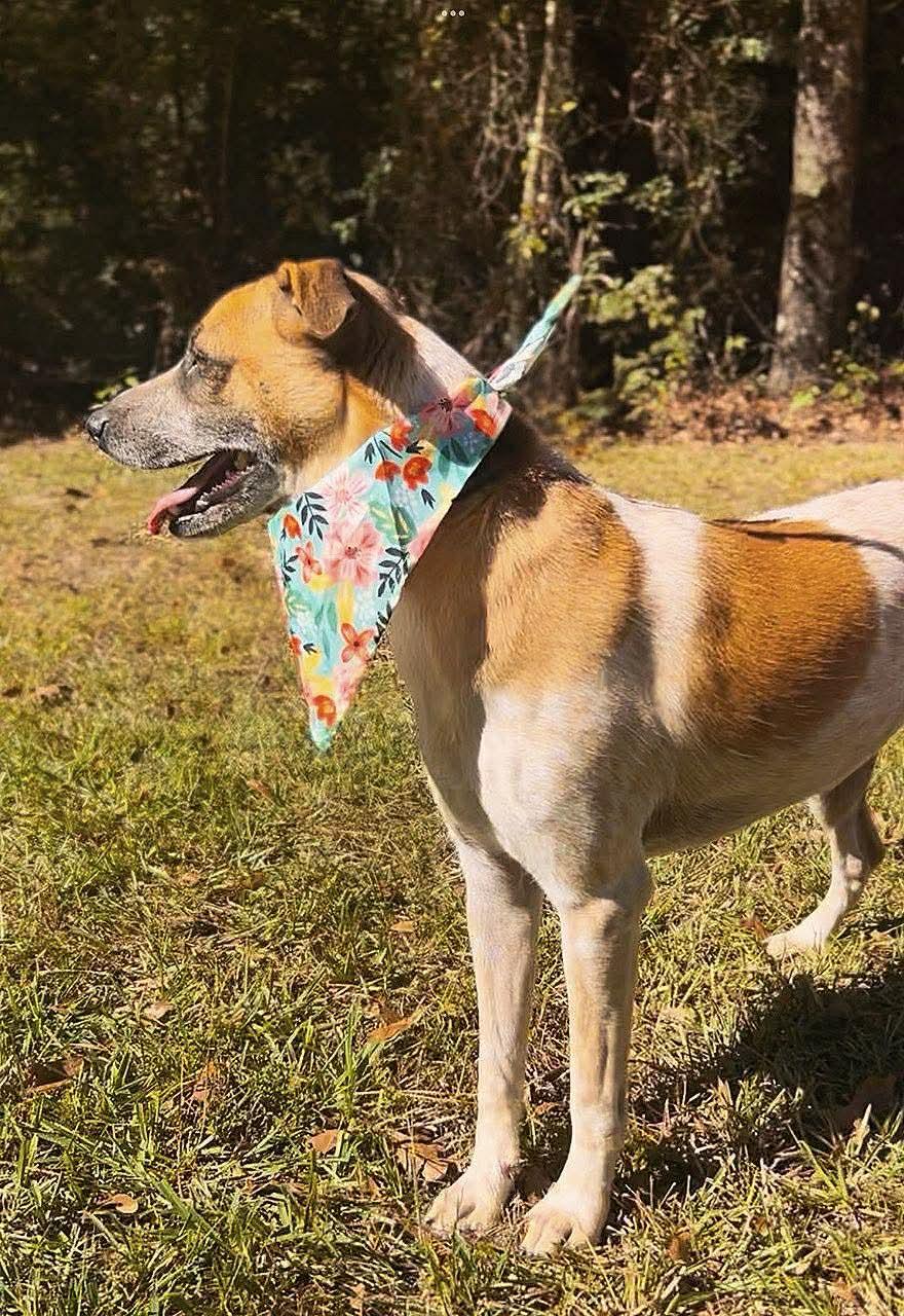 Enlarge Rizzo, a Adoptable mixed breed in Carthage, MS image 3/5