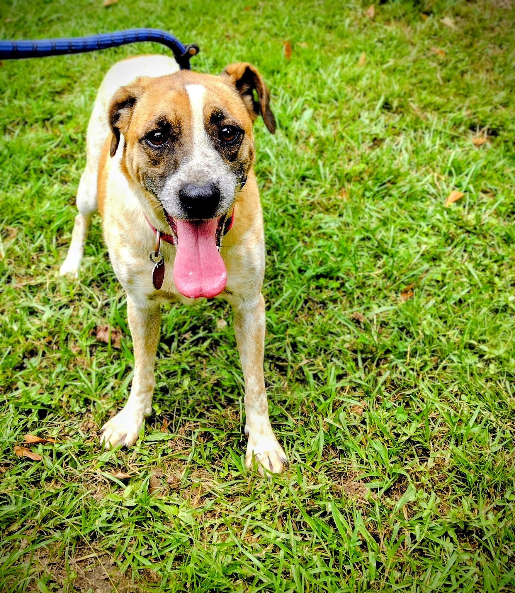 Rizzo, a Adoptable mixed breed in Carthage, MS image 1/4