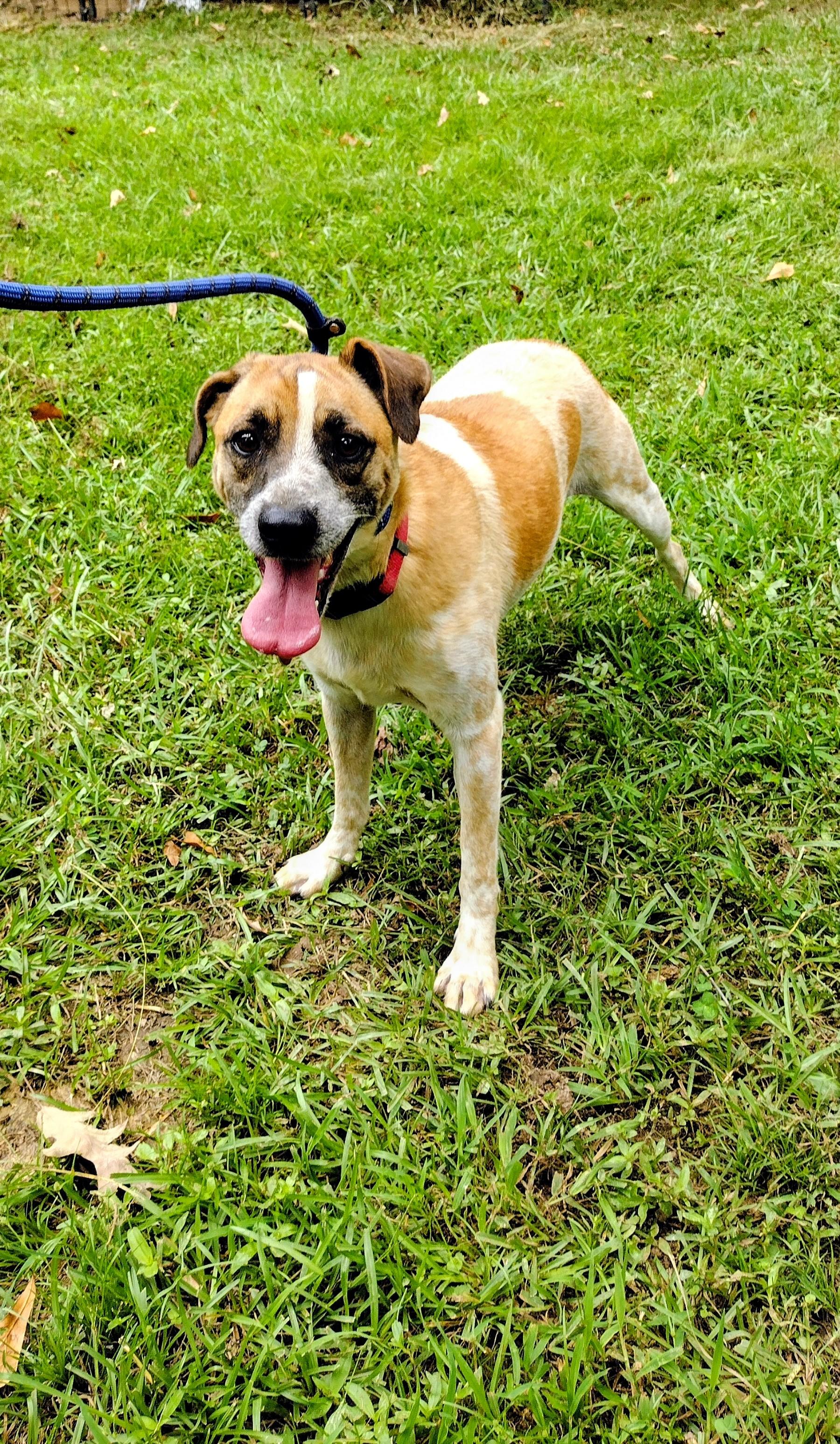 Rizzo, a Adoptable mixed breed in Carthage, MS image 3/4