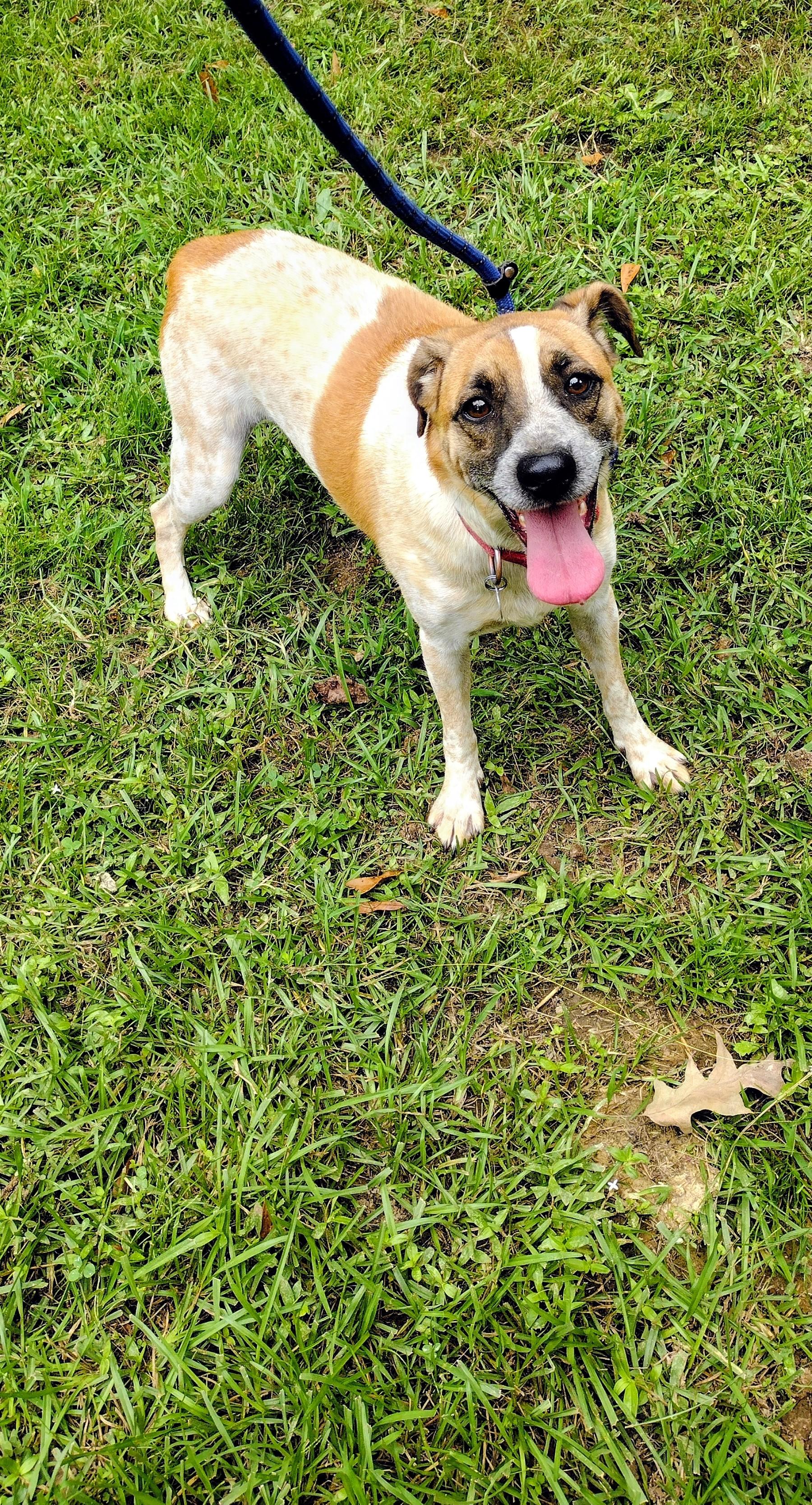 Rizzo, a Adoptable mixed breed in Carthage, MS image 2/4