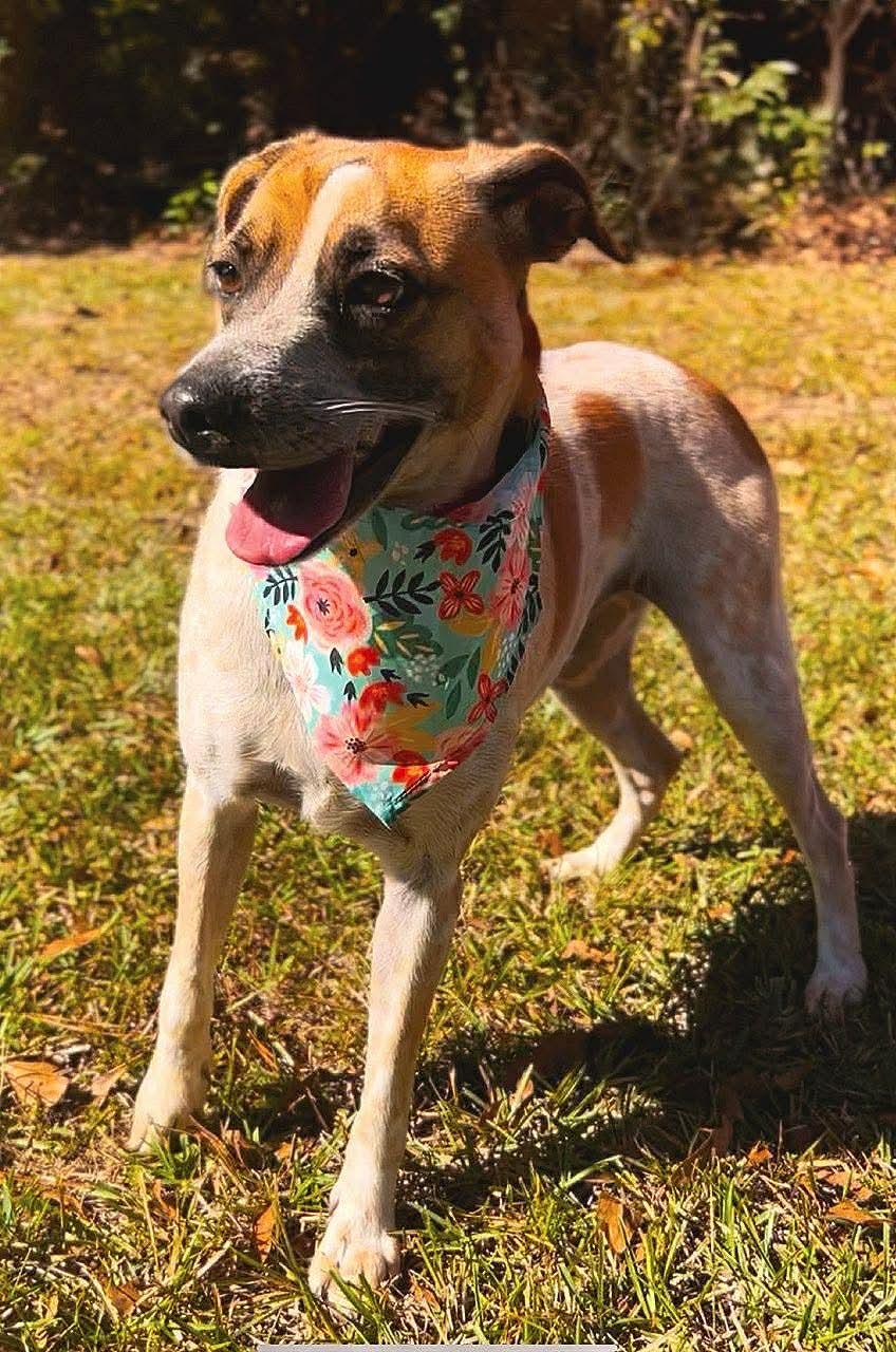 Enlarge Rizzo, a Adoptable mixed breed in Carthage, MS image 5/5