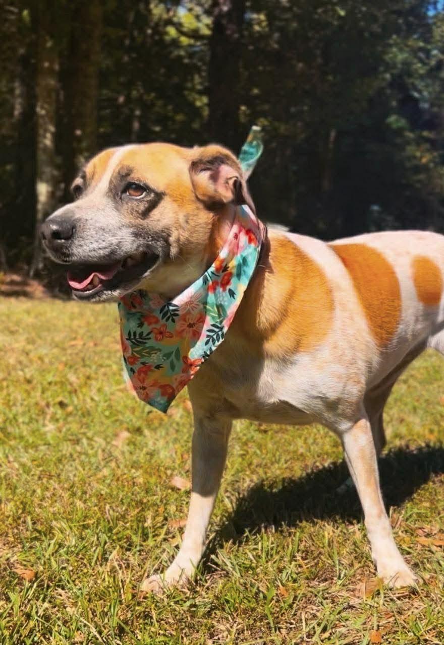 Enlarge Rizzo, a Adoptable mixed breed in Carthage, MS image 2/5