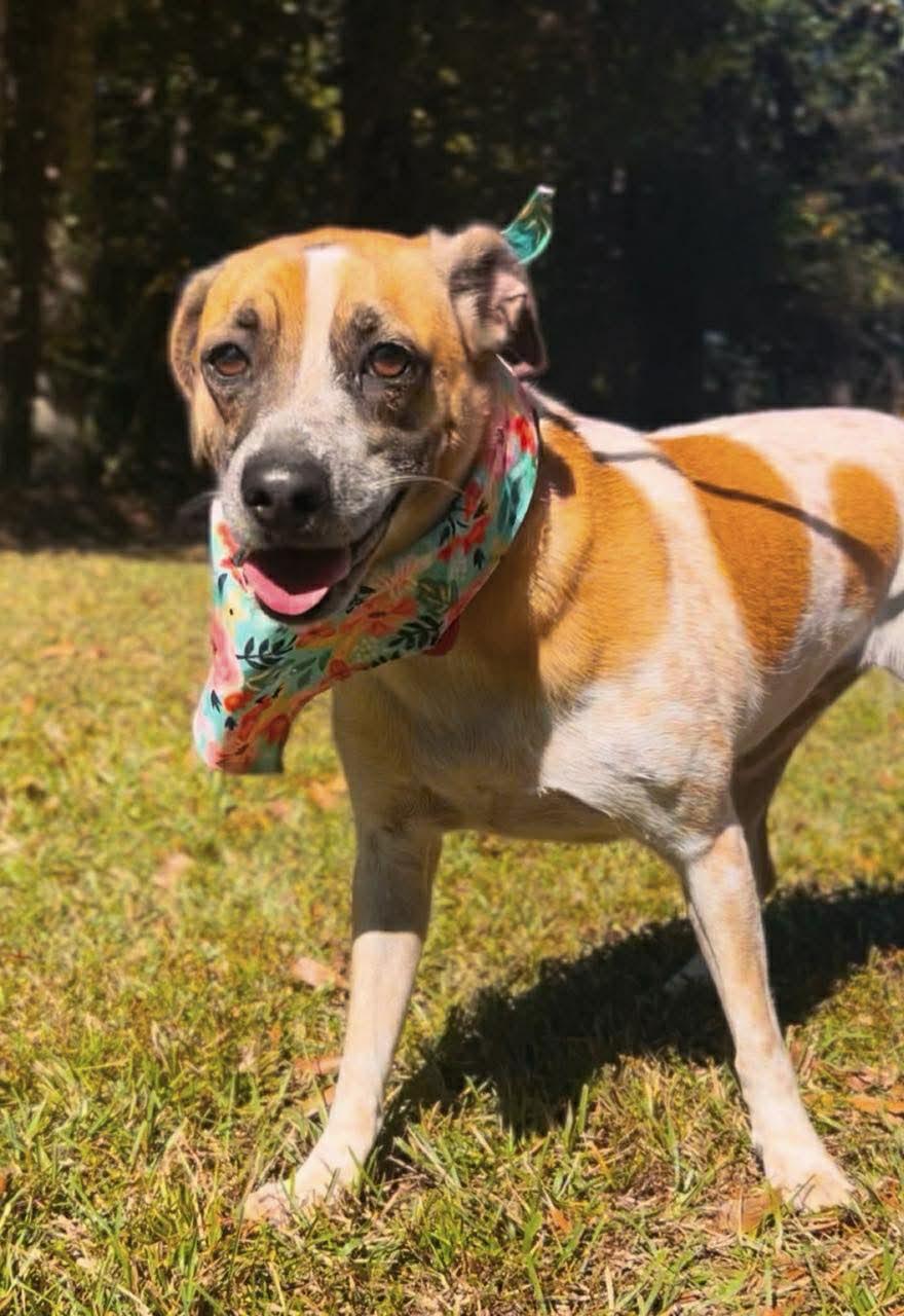 Enlarge Rizzo, a Adoptable mixed breed in Carthage, MS image 1/5