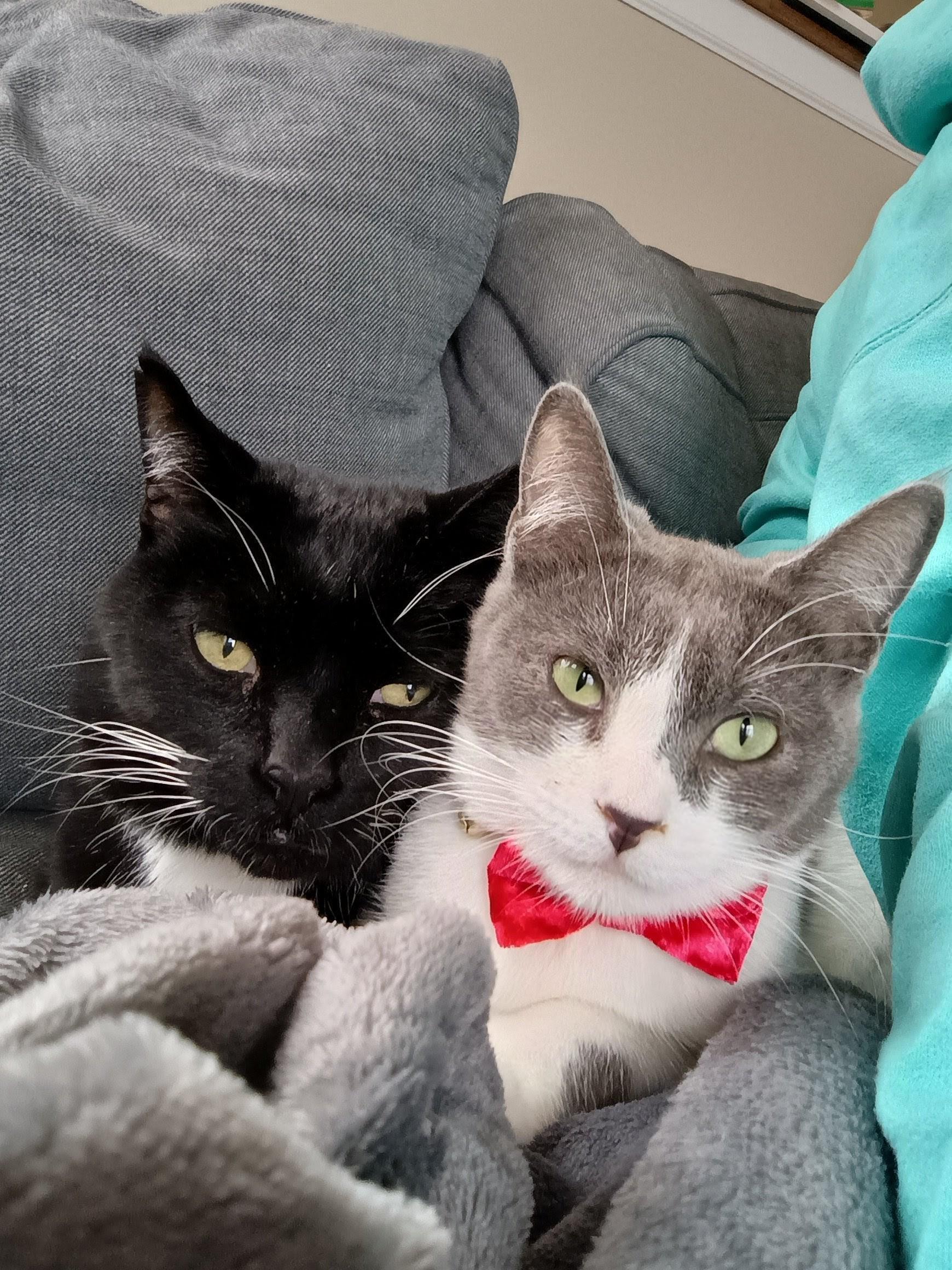 TyTy and Skittles, Adoptable, Adult Male American Shorthair.