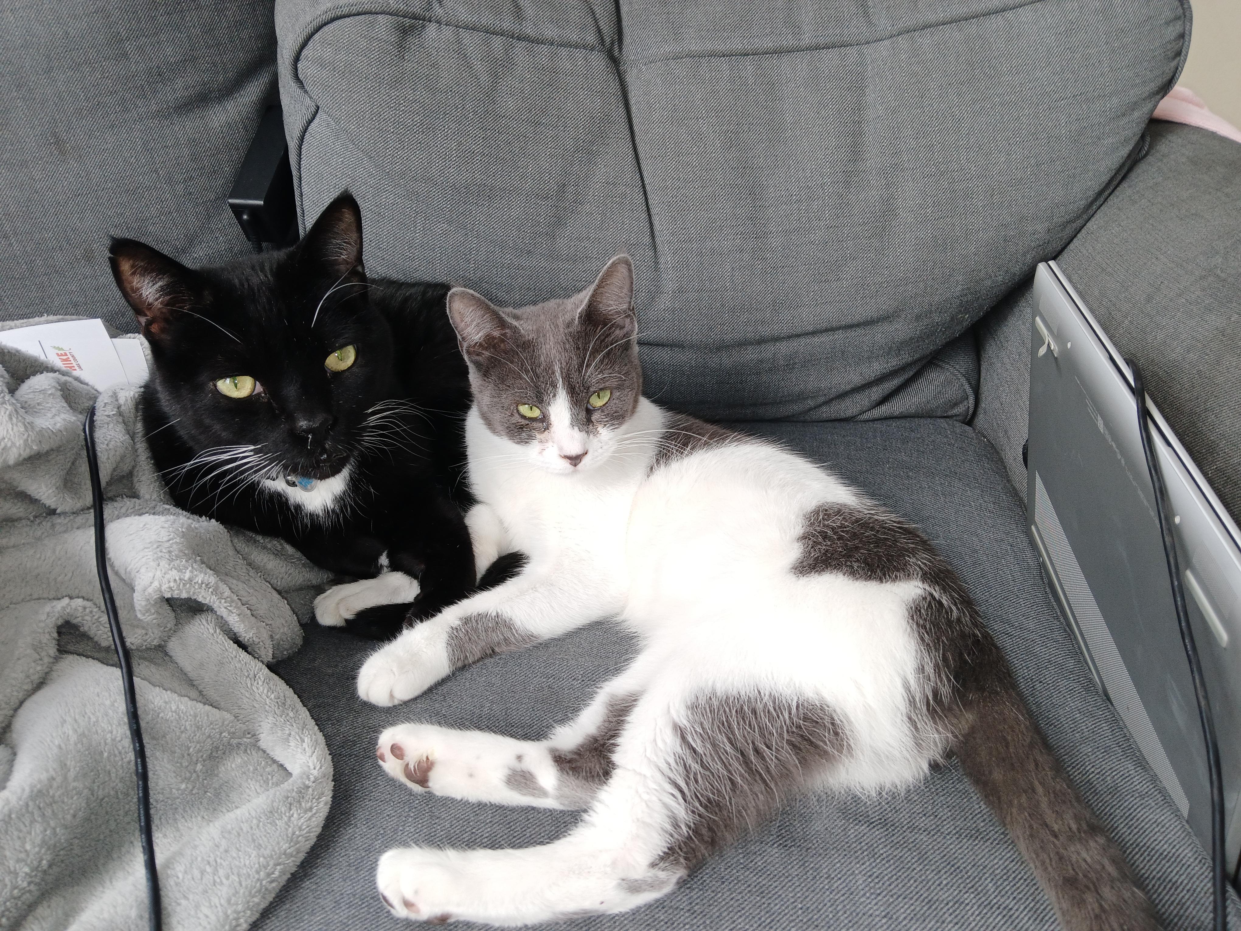 Enlarge TyTy and Skittles, a Adoptable American Shorthair in Wadsworth, IL image 4/6