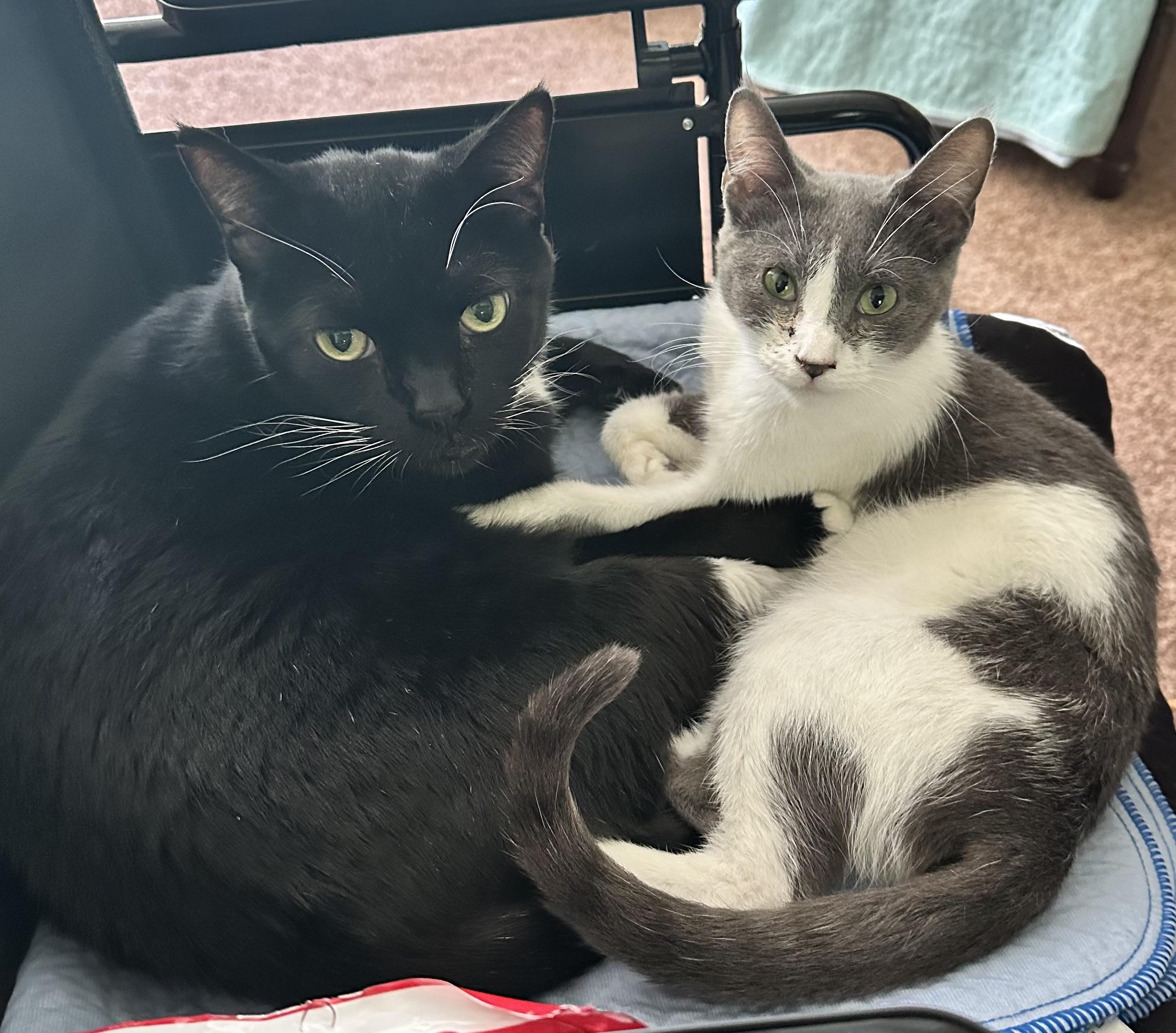 TyTy and Skittles, Adoptable, Adult Male American Shorthair.