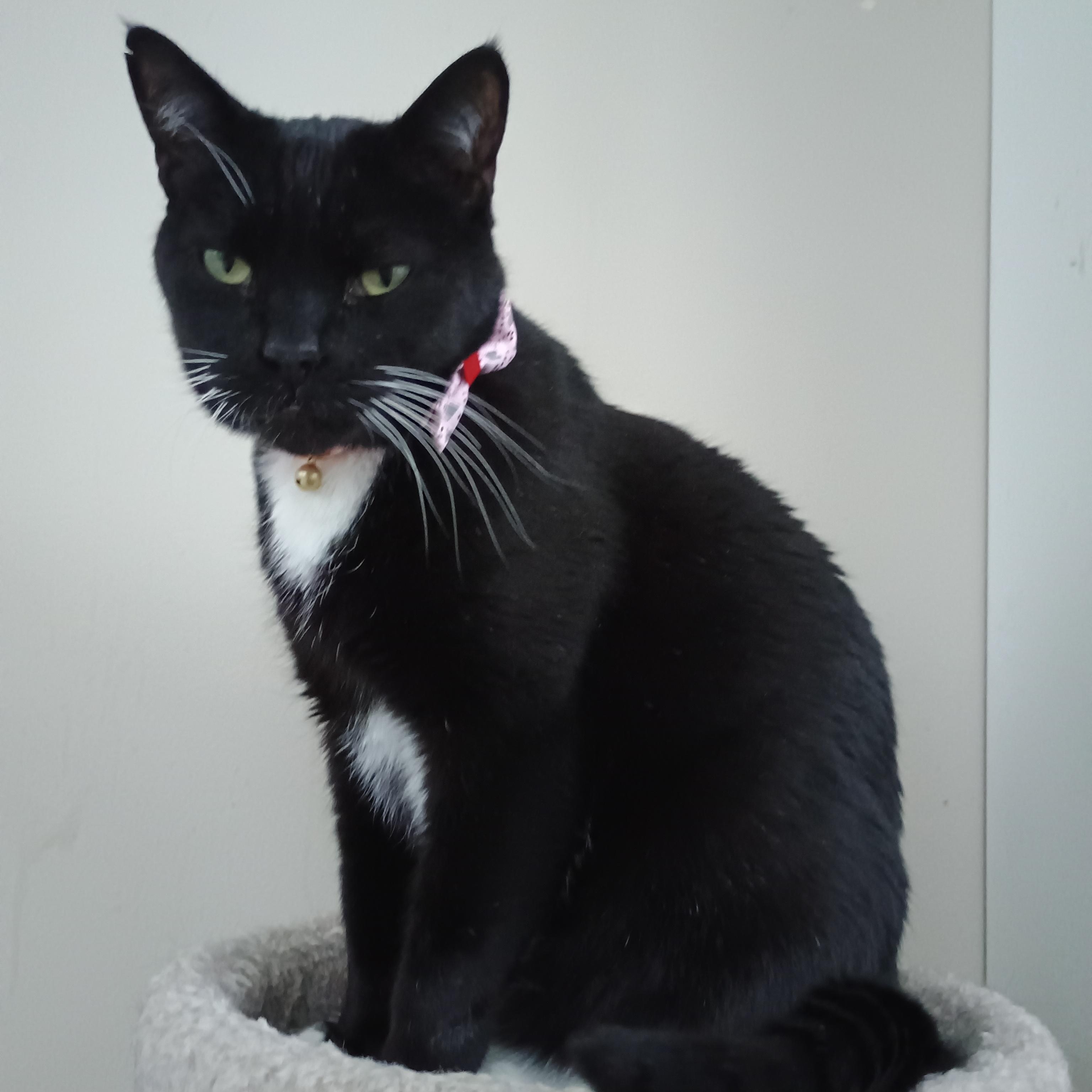 Enlarge TyTy and Skittles, a Adoptable American Shorthair in Wadsworth, IL image 3/6