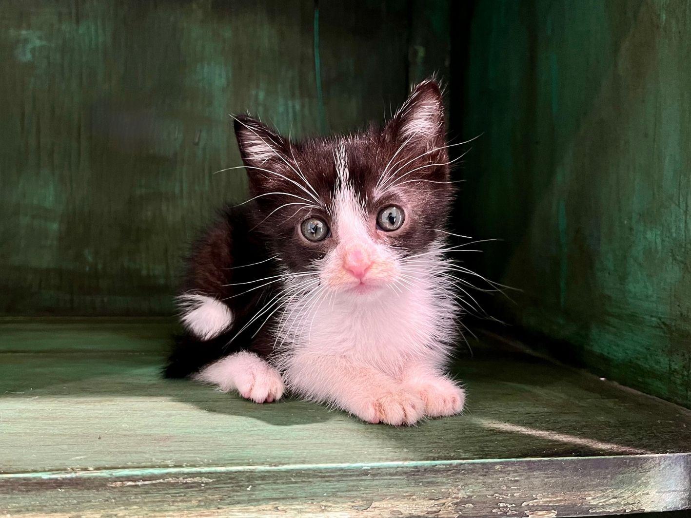 Kevin, Adopted, Young Male Domestic Short Hair.