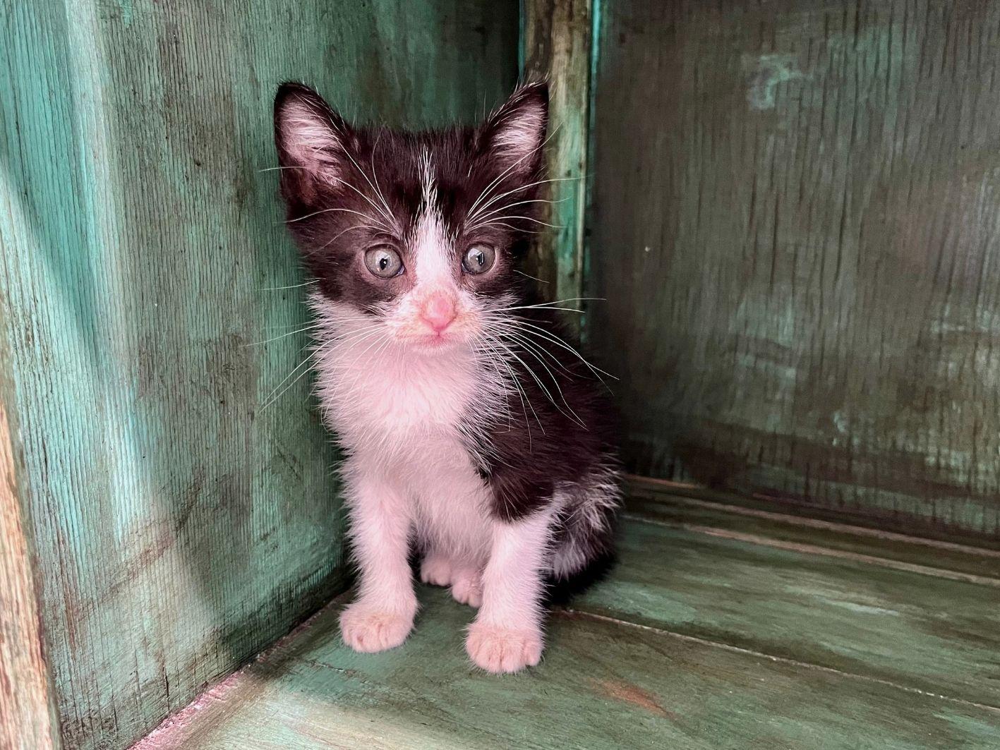 Enlarge Kevin, a Adopted Domestic Short Hair in San Antonio, TX image 2/3