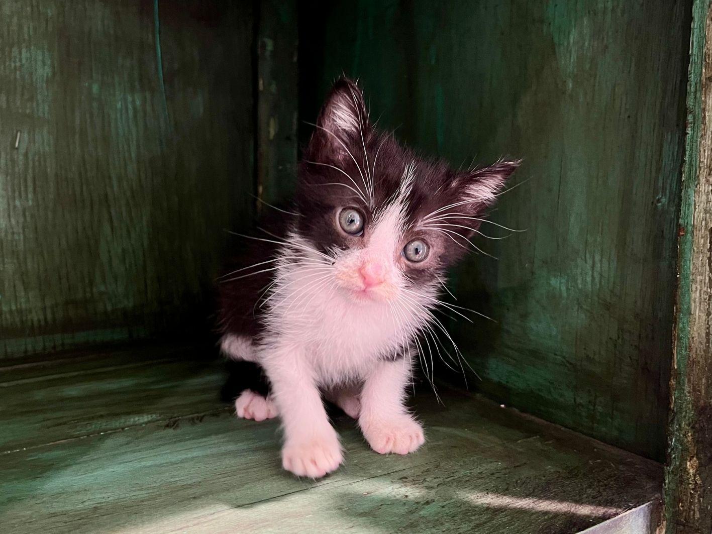 Enlarge Kevin, a Adopted Domestic Short Hair in San Antonio, TX image 3/3