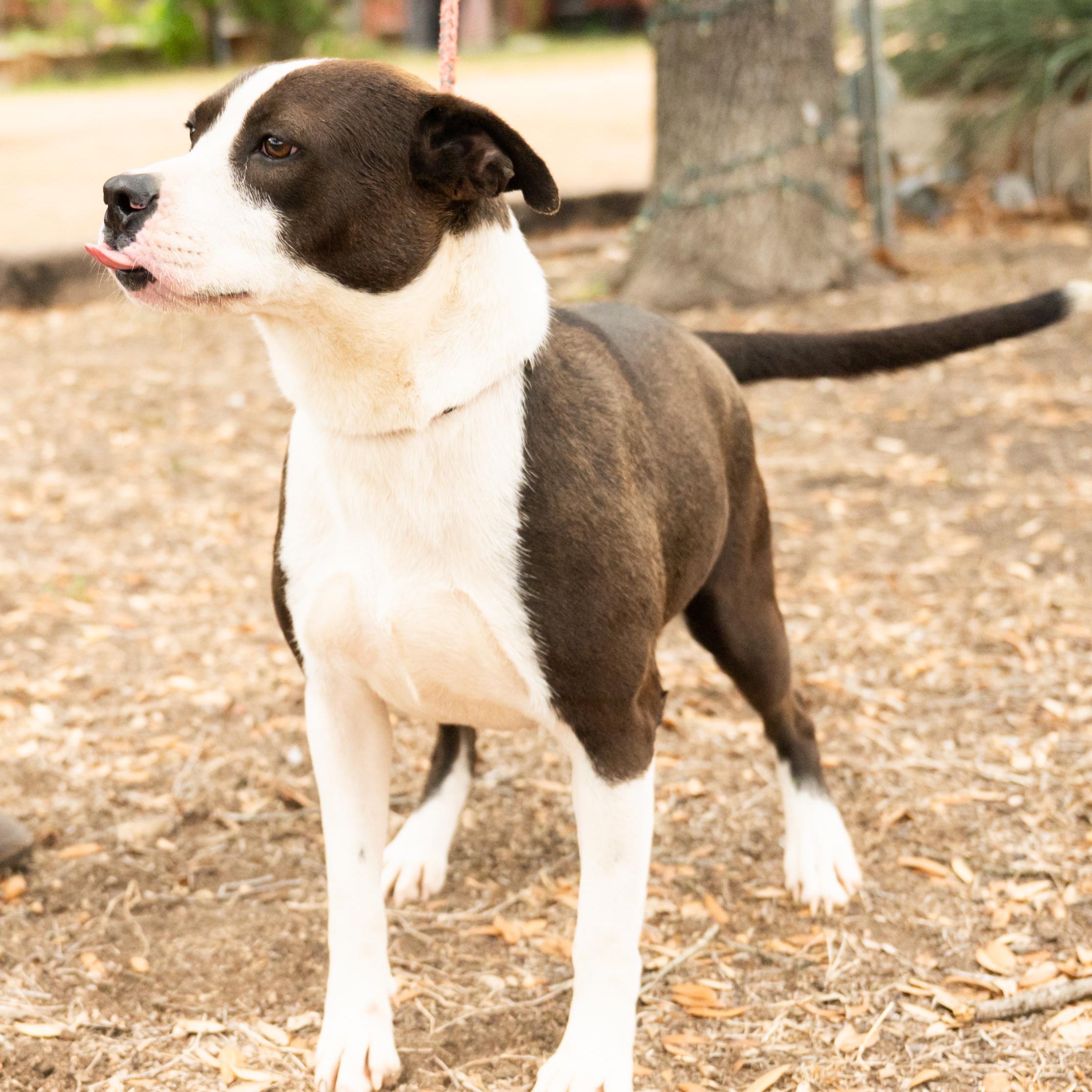 Enlarge Luna, a ADOPTABLE mixed breed in Williston, VT image 6/6