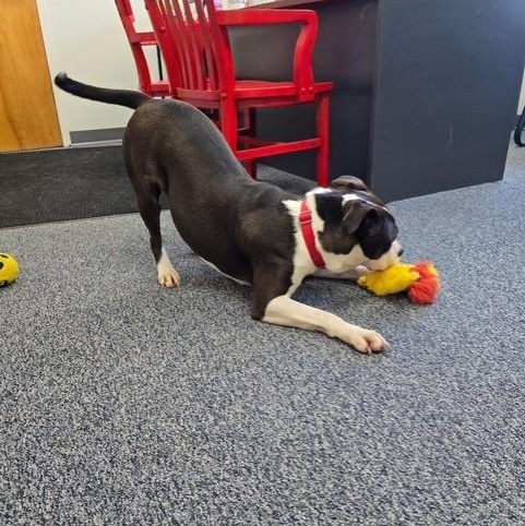 Luna, a ADOPTABLE mixed breed in Williston, VT image 6/6