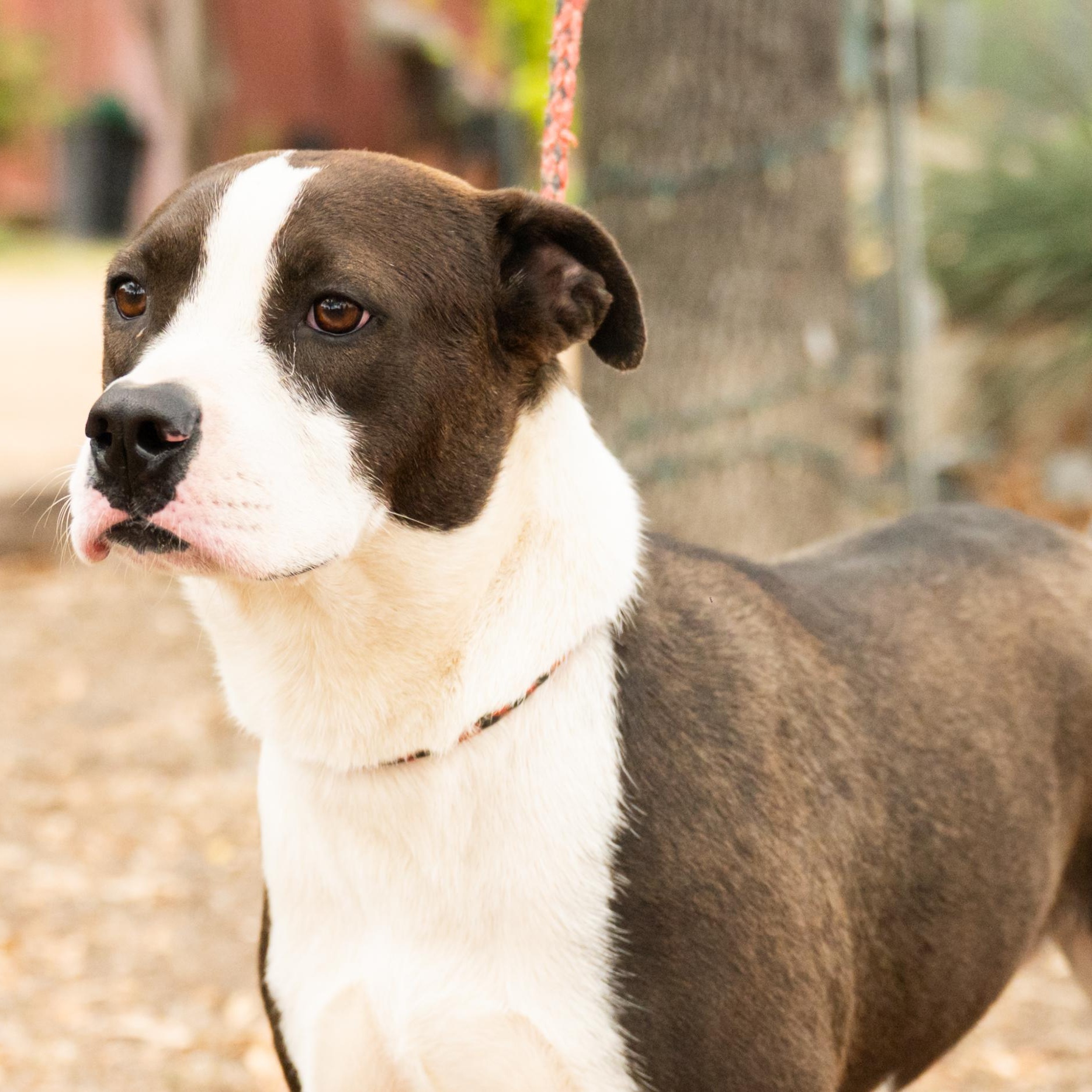 Luna, ADOPTABLE, Young Female Labrador Retriever.
