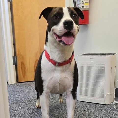 Luna, a ADOPTABLE mixed breed in Williston, VT image 4/6