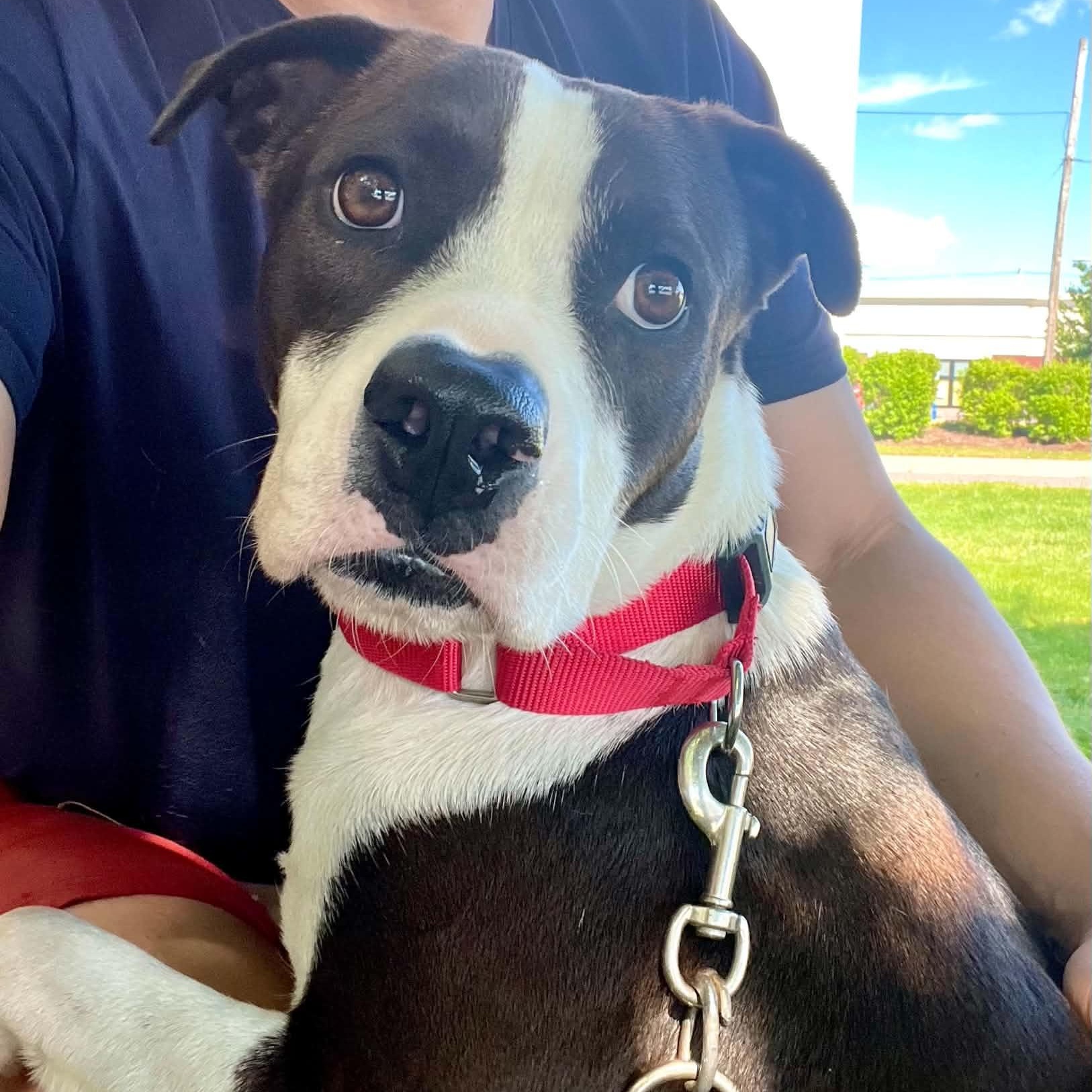 Luna, ADOPTABLE, Young Female Labrador Retriever.