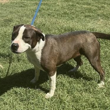 Enlarge Luna, a ADOPTABLE mixed breed in Williston, VT image 3/6