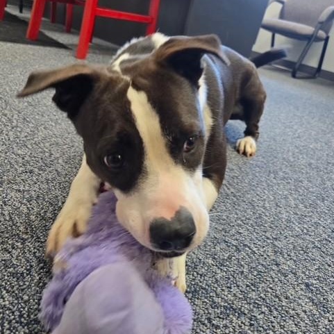 Luna, a ADOPTABLE mixed breed in Williston, VT image 3/6