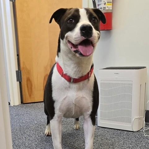 Luna, a ADOPTABLE mixed breed in Williston, VT image 2/6
