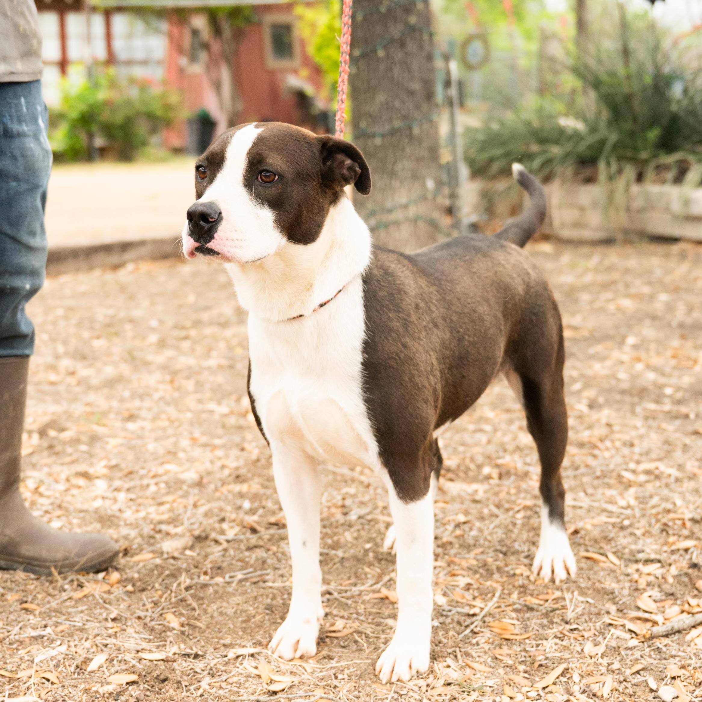 Enlarge Luna, a ADOPTABLE mixed breed in Williston, VT image 5/6
