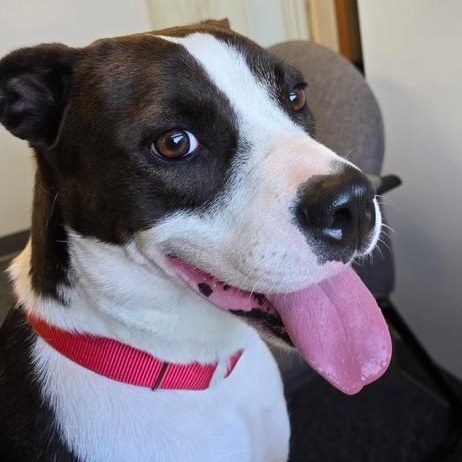 Luna, a ADOPTABLE mixed breed in Williston, VT image 5/6