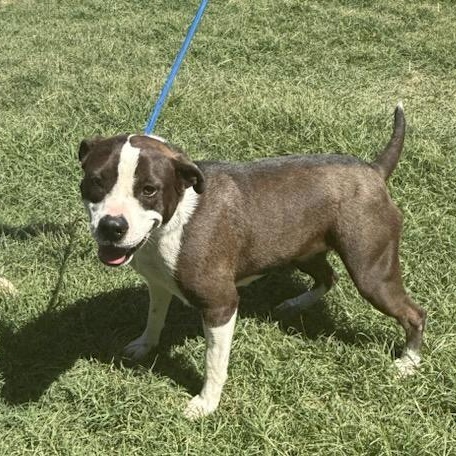 Enlarge Luna, a ADOPTABLE mixed breed in Williston, VT image 2/6