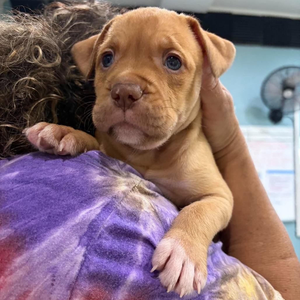 Kady (Kade), Adoptable, Puppy Female Terrier & Mixed Breed.