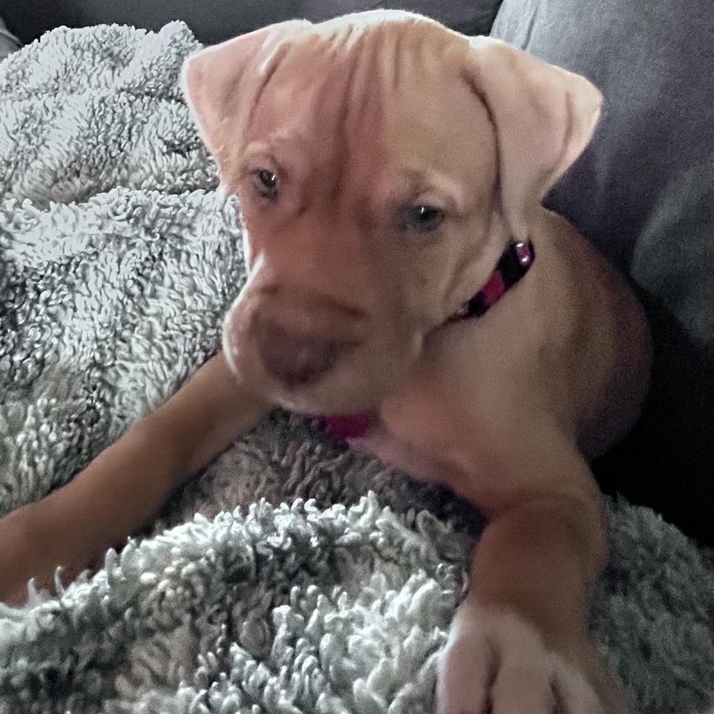 Enlarge Kady (Kade), a Adoptable mixed breed in Seminole, FL image 2/6