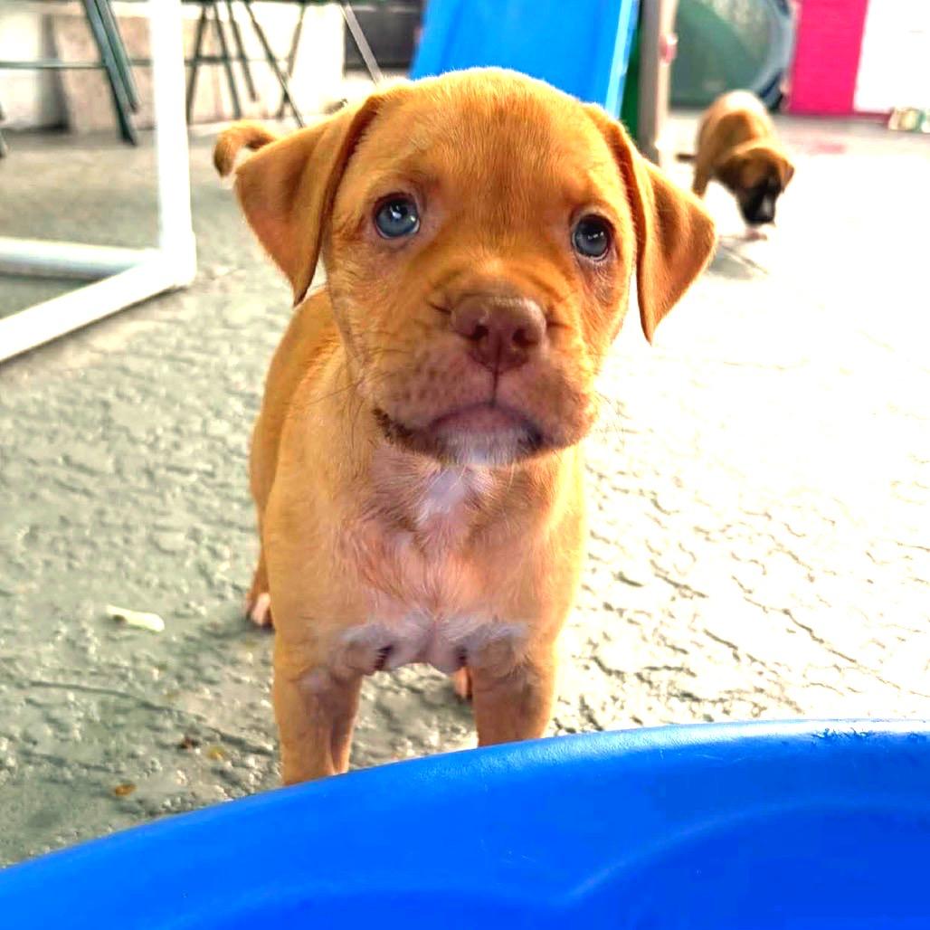Enlarge Kady (Kade), a Adoptable mixed breed in Seminole, FL image 3/6