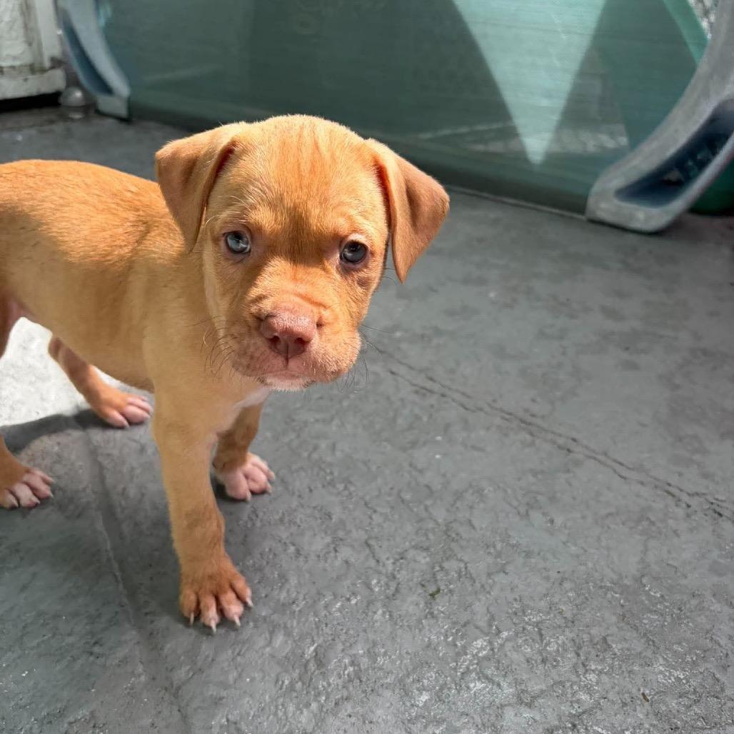 Enlarge Kady (Kade), a Adoptable mixed breed in Seminole, FL image 6/6