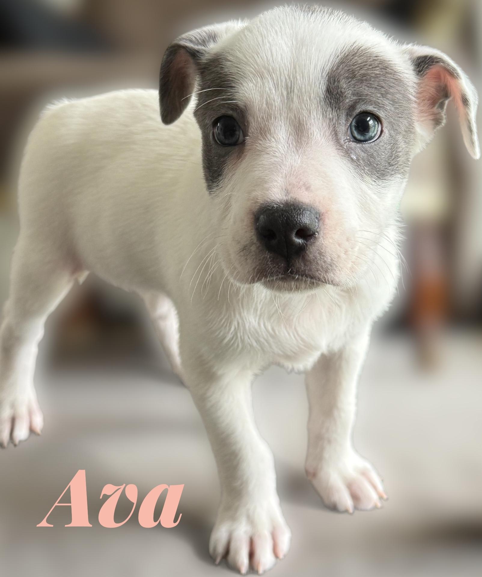 Enlarge Ava, a Adoptable mixed breed in Aquilla, TX image 1/1