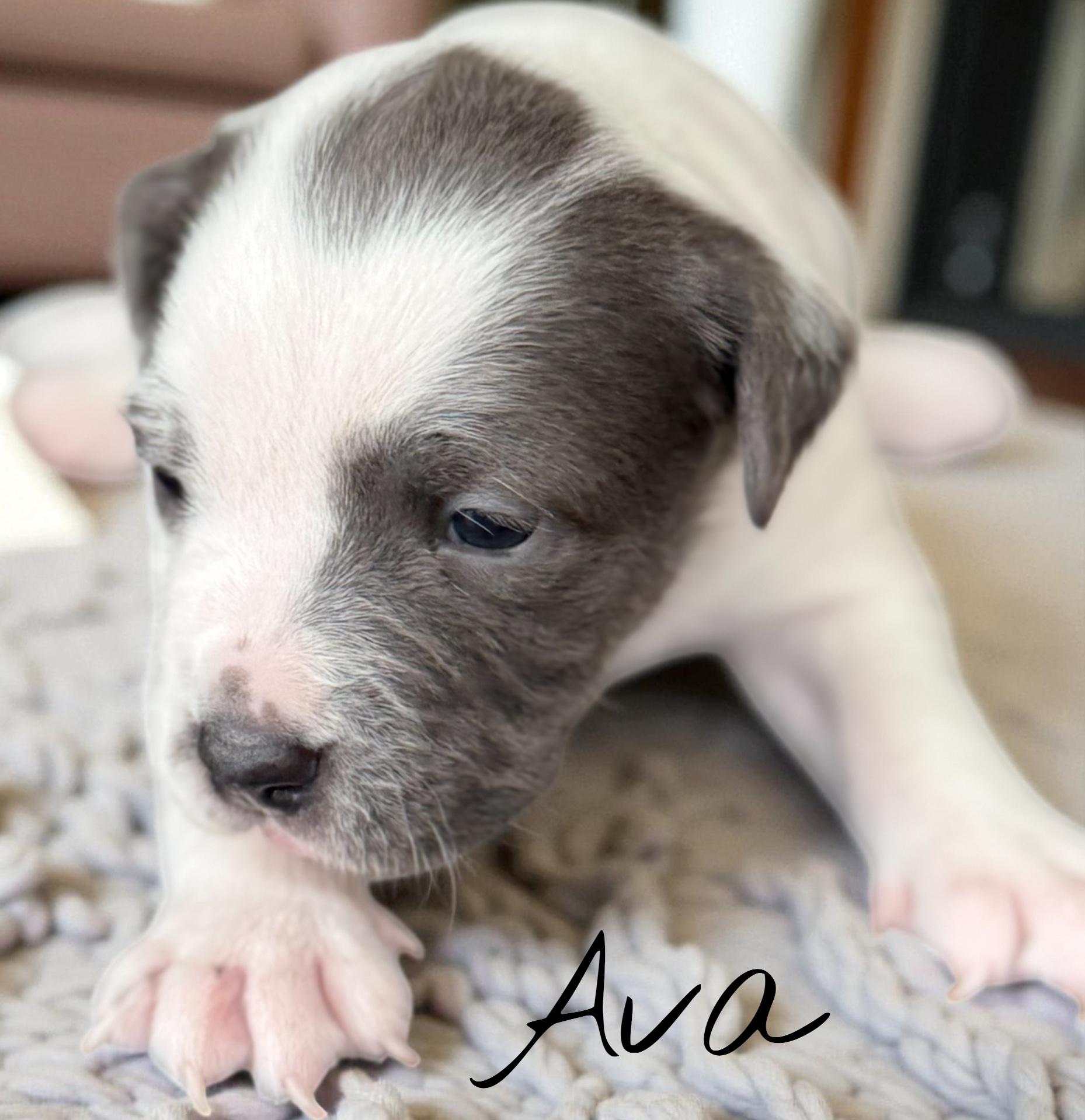 Ava, Adoptable, Puppy Female Bulldog.