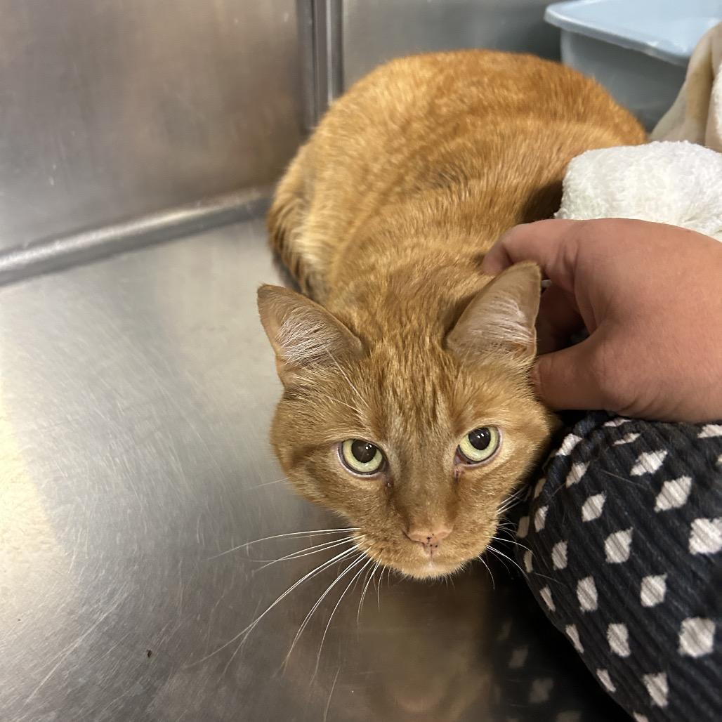 Enlarge Cheeto, a Adoptable Domestic Short Hair in Uniontown, PA image 1/3