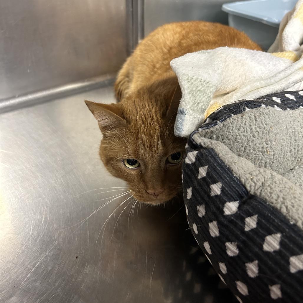 Enlarge Cheeto, a Adoptable Domestic Short Hair in Uniontown, PA image 2/3