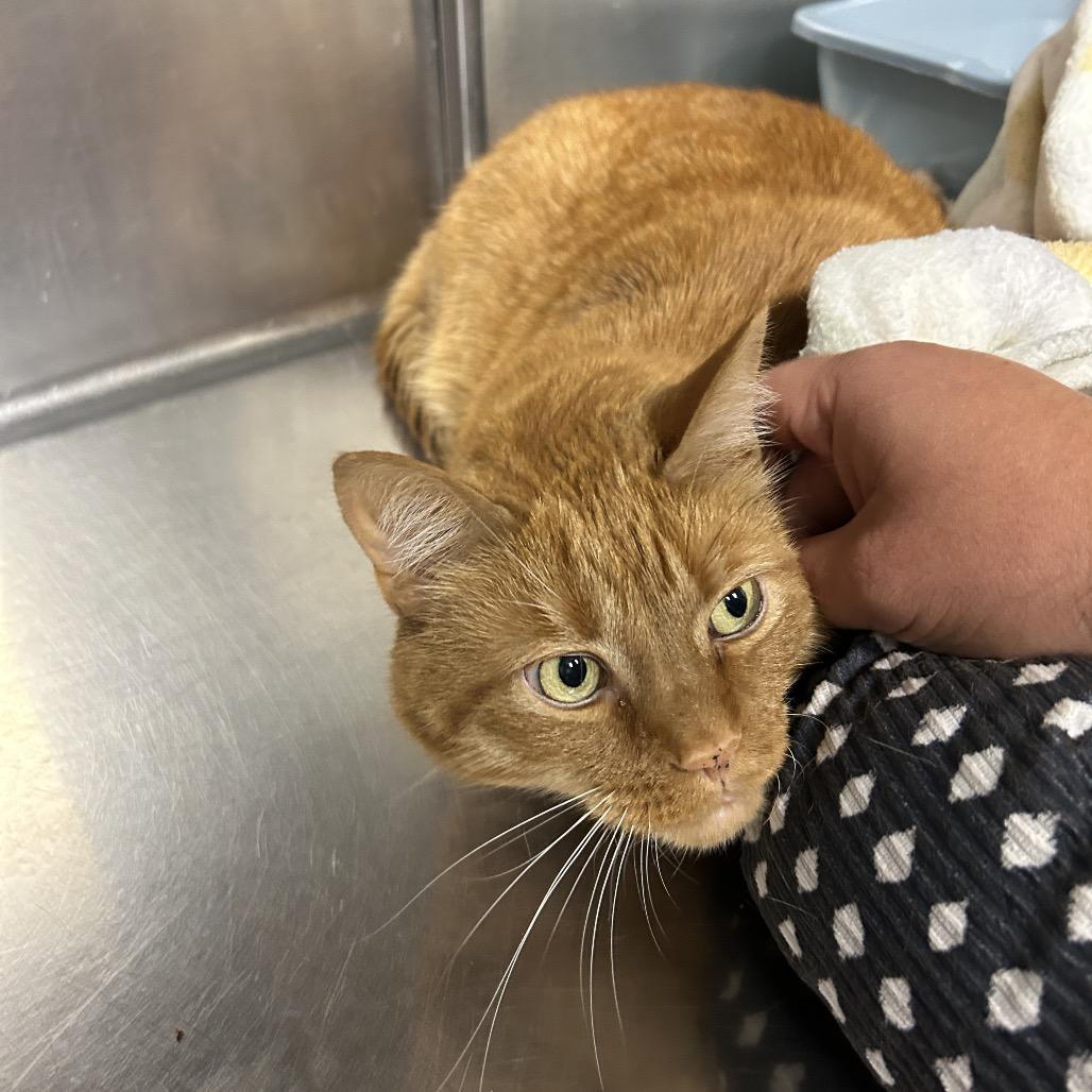 Enlarge Cheeto, a Adoptable Domestic Short Hair in Uniontown, PA image 3/3