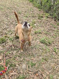 Enlarge PR 54 Queso, a Adoptable Chihuahua in Glen Allen, VA image 1/3