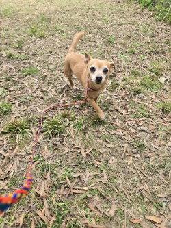 Enlarge PR 54 Queso, a Adoptable Chihuahua in Glen Allen, VA image 2/3