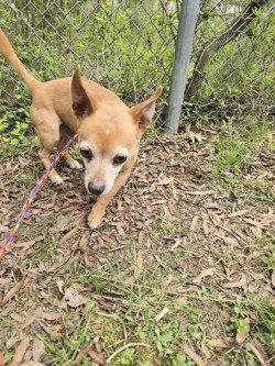 Enlarge PR 54 Queso, a Adoptable Chihuahua in Glen Allen, VA image 3/3