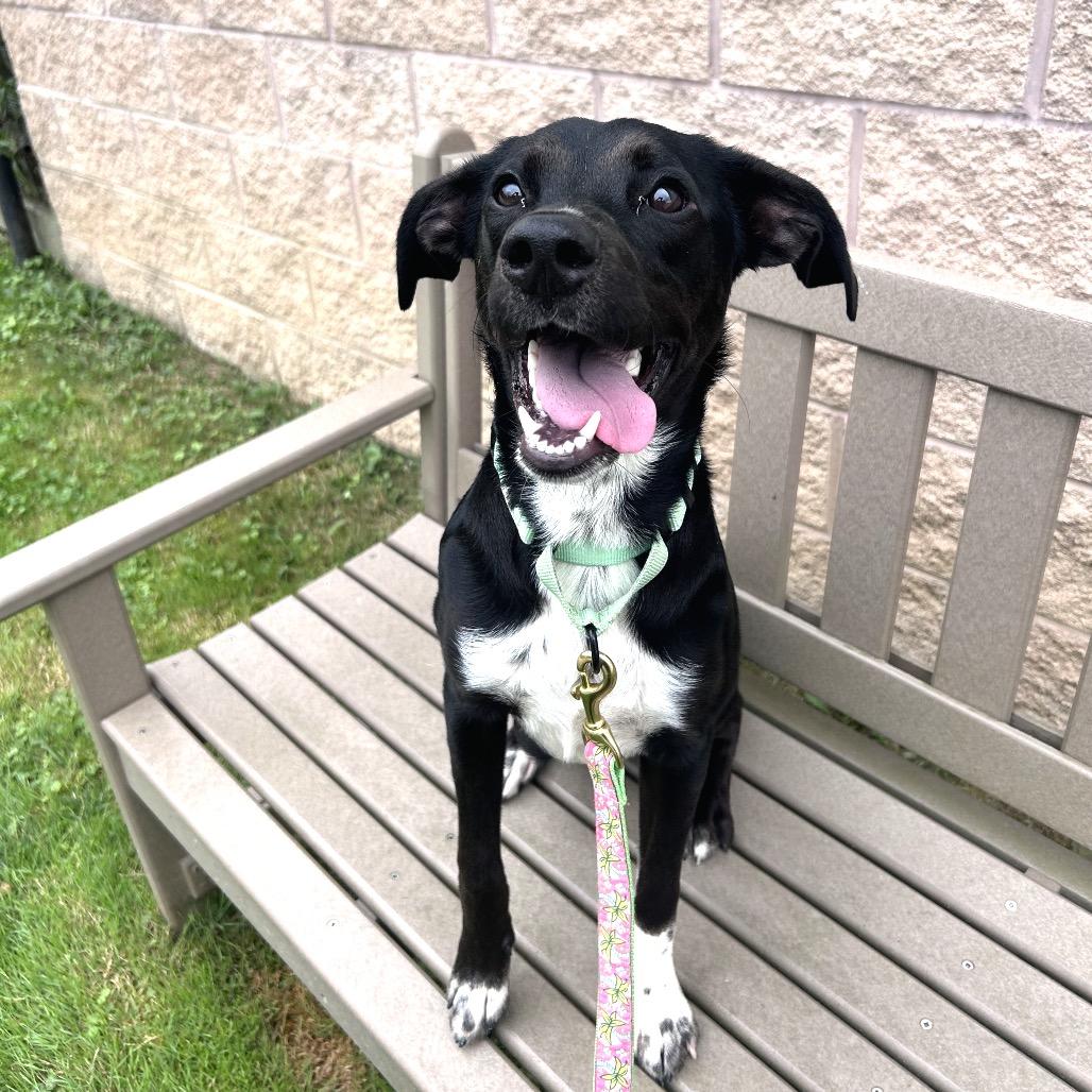 Camper, Adoptable, Young Male Black Labrador Retriever.