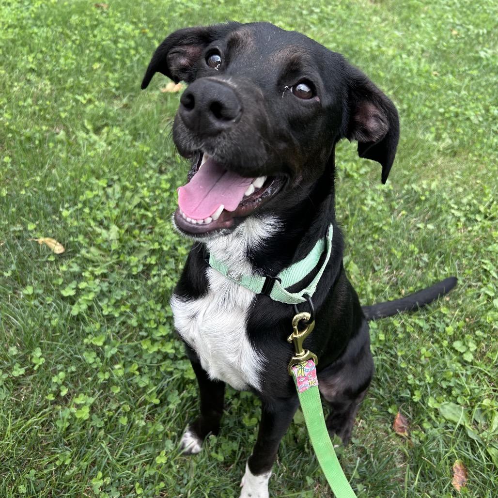 Enlarge Camper, a Adoptable Black Labrador Retriever in Novelty, OH image 2/2