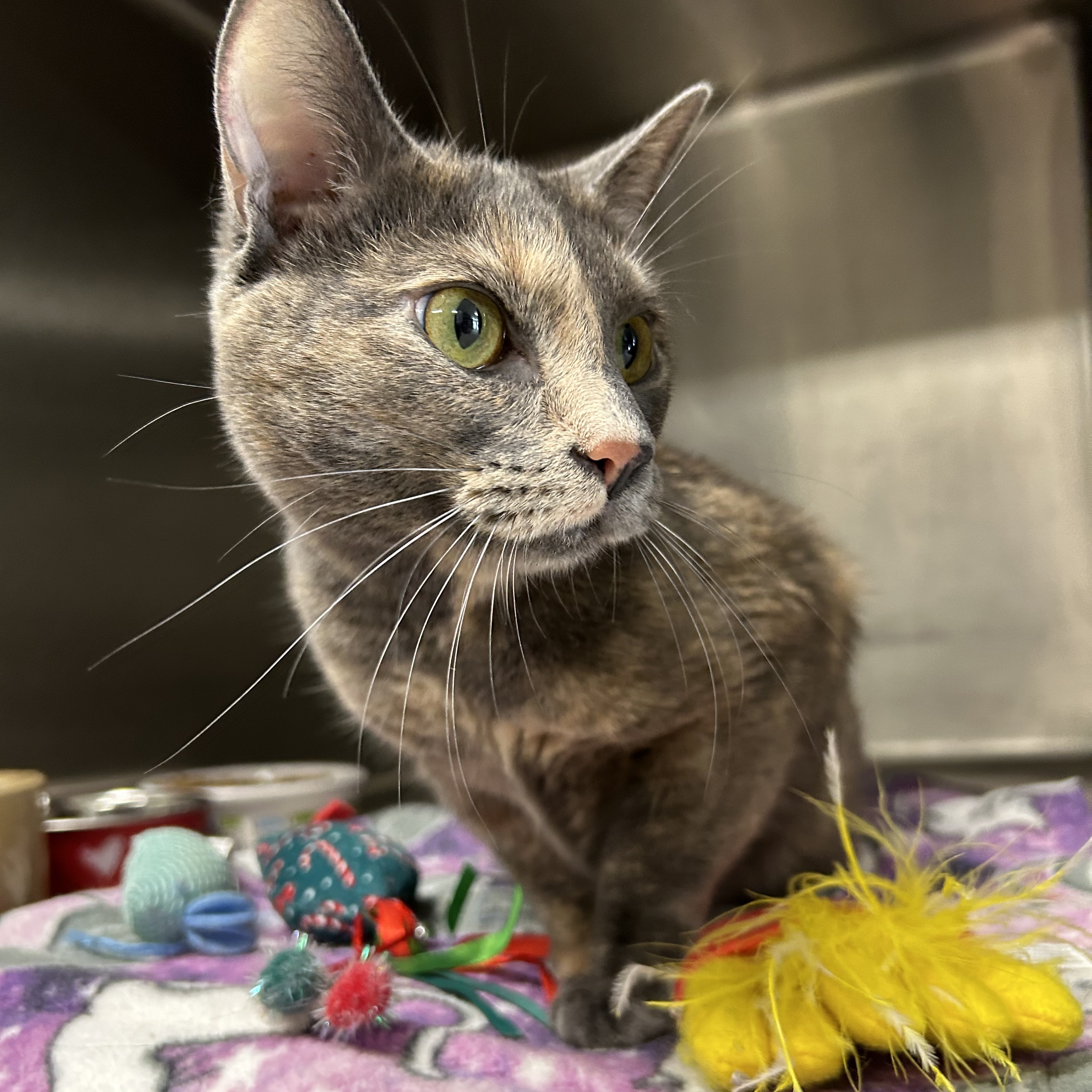 Cat for adoption Madonna, a Dilute Tortoiseshell in La Grange Park
