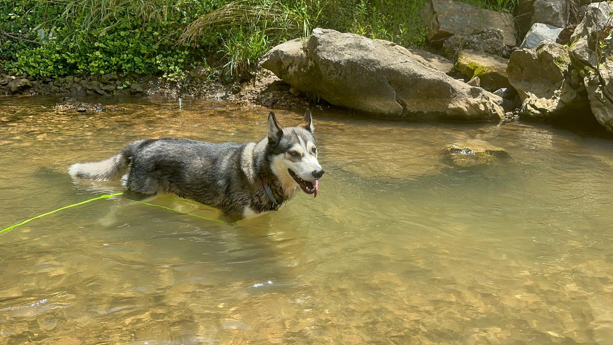 Titan, a Adoptable Siberian Husky in Rogers , AR image 1/4